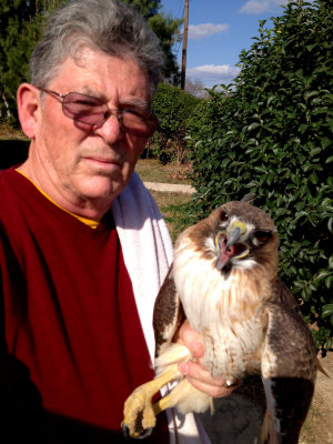 injured bird....adult red-tailed hawk