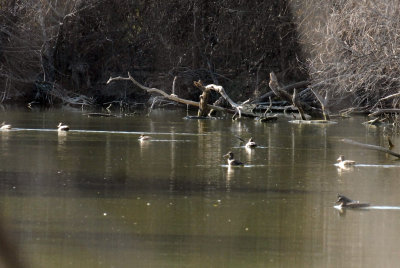 22cooksslough 034wetlandsweb.jpg