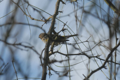 22cooksslough 037yellowrumpweb.jpg