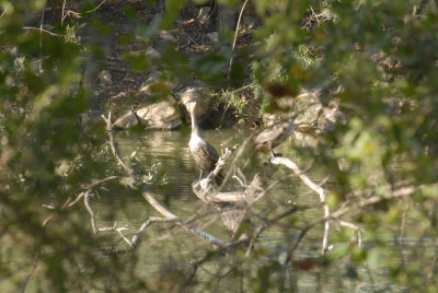 22cooksslough 040dccormorantweb.jpg