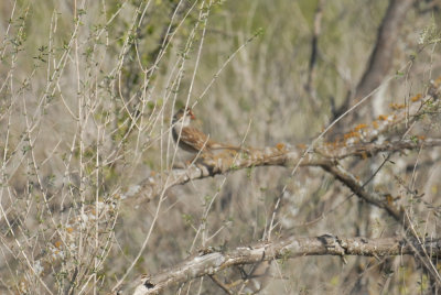 22cooksslough 069whtcrownedsparrowweb.jpg