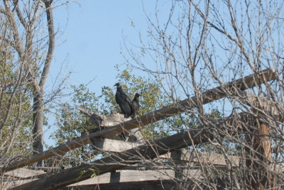 22cooksslough 076blkvulturenestweb.jpg
