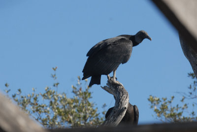 22cooksslough 079blkvulturenestweb.jpg