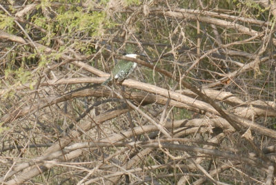 22cooksslough 084greenkingfisher.jpg