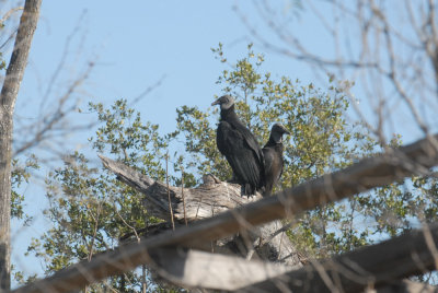 22cooksslough 078blkvulturenestweb.jpg