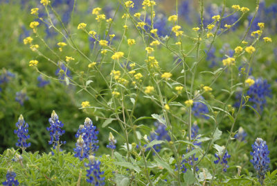 314fishsports 005blubonnets.jpg