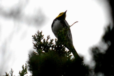 warblers and vireos