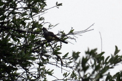 421iphhone 005browncrested.jpg