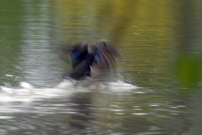 421iphhone 008woodduckmiss.jpg