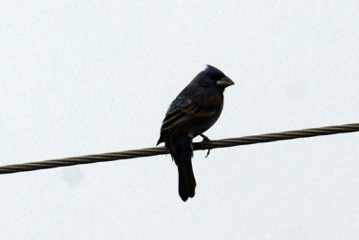 421iphhone 011bluegrosbeak.jpg