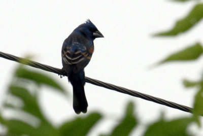 421iphhone 018bluegrosbeak.jpg