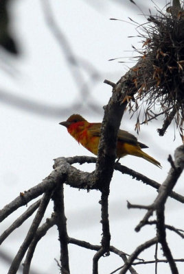 nice april morning....breeding birds back