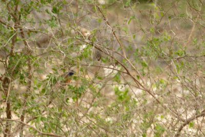 421iphhone 050paintedbunting.jpg