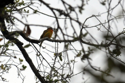 421iphhone 062summertanager.jpg