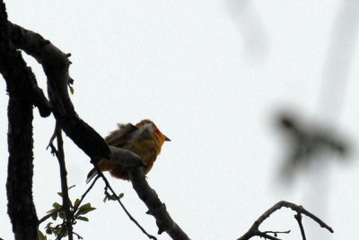 421iphhone 073summertanager.jpg