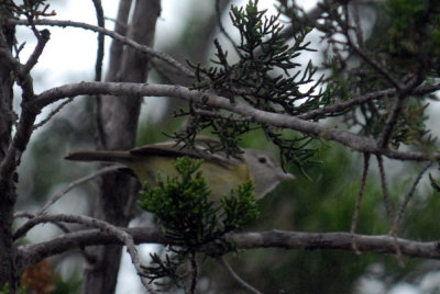 427neals 057vireo.jpg