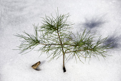 Small Pine Tree 