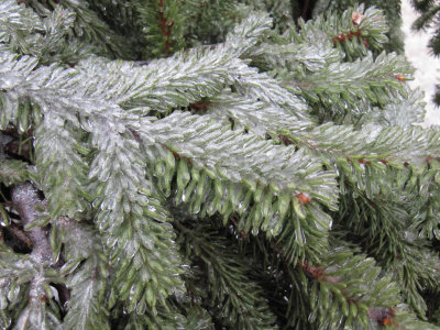 Icy fir branch.jpg