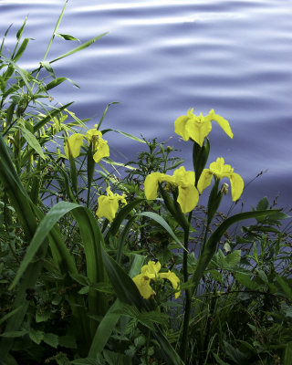 Yellow Iris.jpg