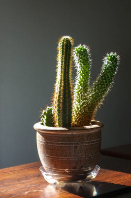 Cactus Backlight.jpg