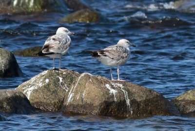 Caspian Gull / Kaspisk trut (Larus cachinnans)