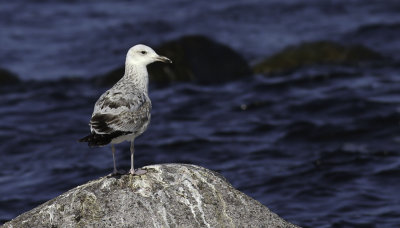 Caspian Gull / Kaspisk trut (Larus cachinnans)