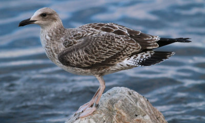 Caspian Gull / Kaspisk trut (Larus cachinnans)