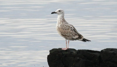 Caspian Gull / Kaspisk trut (Larus cachinnans)