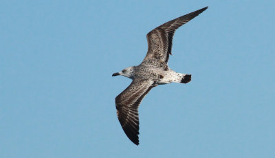 Caspian Gull / Kaspisk trut (Larus cachinnans)