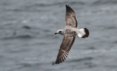 Yellow-legged Gull / Medelhavstrut (Larus michahellis)