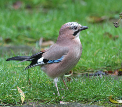 Eurasian Jay