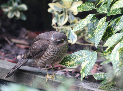 sparrowhawk