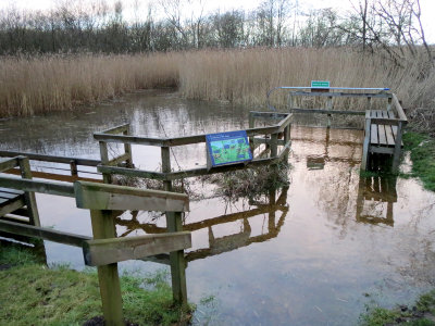 Strumpshaw flooded pond dipping area