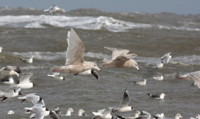 2 Glaucous gulls