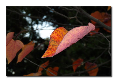 P1350811