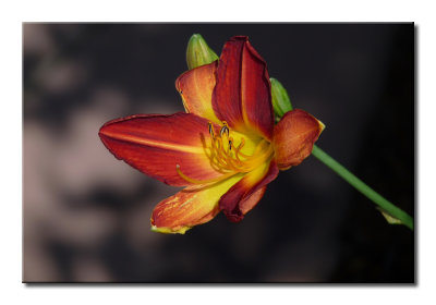 P1350994
