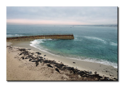 Seals&Sealions