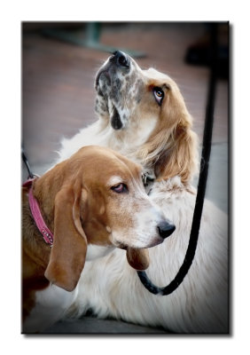 Dogs