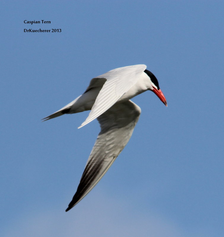 Caspian Tern