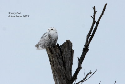 Snowy Owl