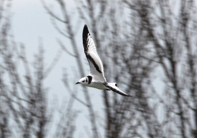  Black-legged Kittywake