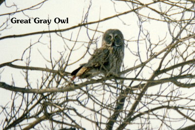 Owl Great Gray 2.jpg