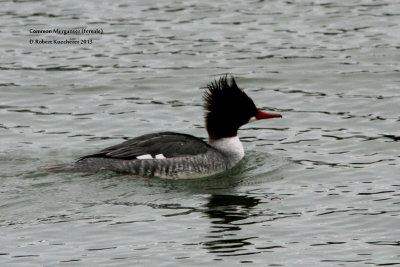 Common Merganser female 