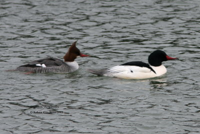 Common Mergansers 