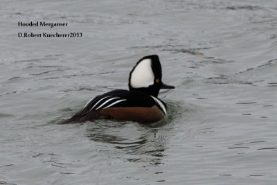 Hooded Merganser 