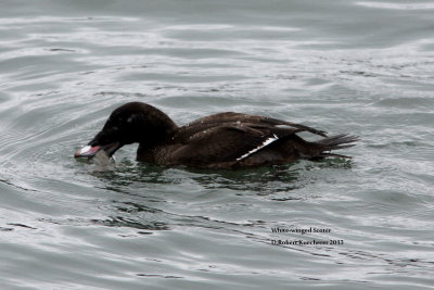 White-winged Scoter 