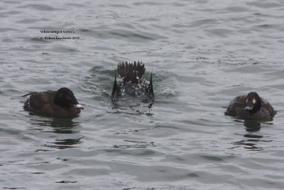 White-winged Scoters 