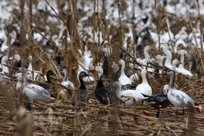 Snow and Blue Geese