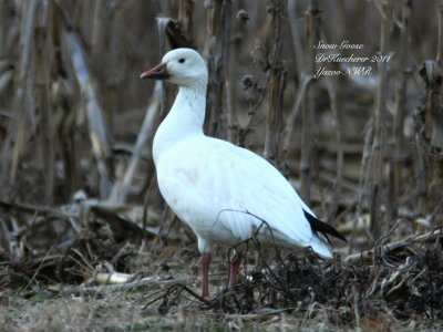Snow Goose 
