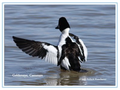Common Goldeneye 